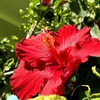 ハイビスカスの画像