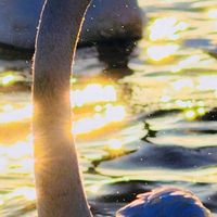  ブロンズ姫の画像