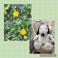 ウメ,ウメ,ボケ,ボケ,白梅の画像