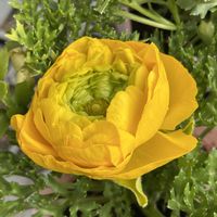 ラナンキュラス,花が好き,無農薬❤家庭菜園,野菜が好きの画像