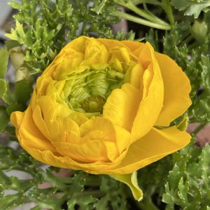 ラナンキュラス,花が好き,無農薬❤家庭菜園,野菜が好きの画像