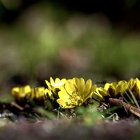 フクジュソウの画像