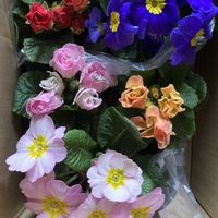 プリムラ,花が好き,寒冷地,花が好きな人と繋がりたい,我ら宮城県民の画像