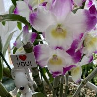 ラナンキュラス,ラナンキュラス,君子蘭,君子蘭,デンドロビウム:エトワールの画像