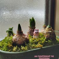 ヒヤシンス,替え歌,すりガラスの窓から,頭冷やせヒヤシンスの画像