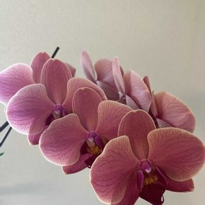 胡蝶蘭,Phalaenopsis Antique Love,水栽培の画像