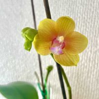 胡蝶蘭,Phalaenopsis Little Monkey,水栽培の画像