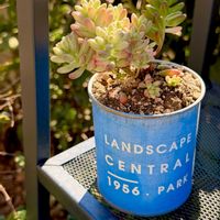 朧月,オーロラ,多肉植物,タニラー,多肉女子の画像