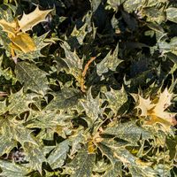 ナンテン,ヒイラギ,斑入りヒイラギ,斑入りヒイラギ,今朝の月の画像