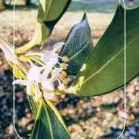 ヒイラギ,ヒイラギ,柊の花,ヒイラギの花,満開の花びらの画像