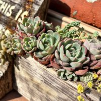 七福美尼（しちふくびに）,七福美尼（しちふくびに）,寄せ植え,多肉植物,セダム属の画像