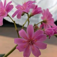 レウィシア,花かんざし,出窓,ピンクワールドへ ようこその画像
