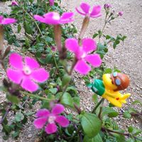 シレネ ピンクパンサー,花言葉,こぼれ種,ピンクワールドへ ようこそ,しあわせ運べるようにの画像