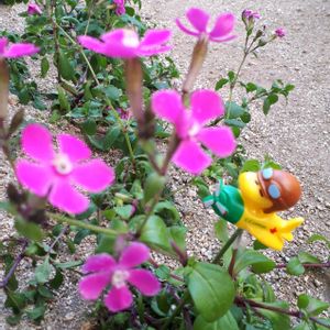 シレネ ピンクパンサー,花言葉,こぼれ種,ピンクワールドへ ようこそ,しあわせ運べるようにの画像