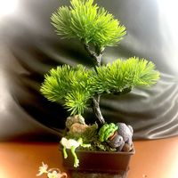 カランコエ,啓翁桜,さくら 桜 サクラ,ちっちゃいものクラブ,湯婆婆の画像