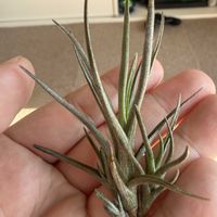 チランジア,エアプランツの画像