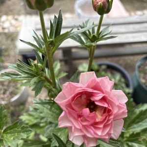 ラナンキュラス　ラックス,かわぃぃ。,惚れ惚れ〜♥️,テラスの画像