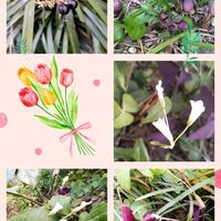 クリスマスローズ,ヤブラン,オキザリス・トリアングラリス,我が家の小さな庭,モデル気分☆の画像