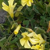 カタバミの画像