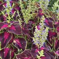 コリウス,南の島☆⭐︎の画像