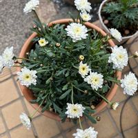 マーガレット,マーガレットシュガリースフレ,庭の画像