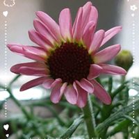 ローダンセマム,ローダンセマム　プリマリア,プランター植え,ガーデニング初心者,お迎え記録の画像