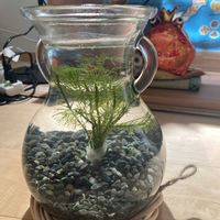カボンバ,水草,部屋の画像