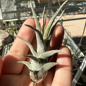 チランジア,エアプランツの画像