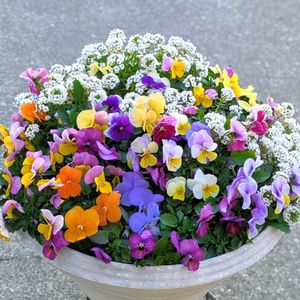 アリッサム,ビオラ,寄せ植え,ガーデニング,マイガーデンの画像