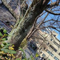 サルスベリ,ツバキ,ヤナギ,さくら サクラ 桜,八重の紅梅の画像