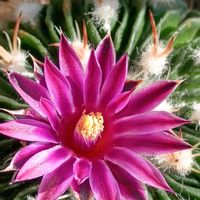 サボテン,縮玉,縮玉,ベランダの画像