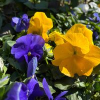 パンジーの画像