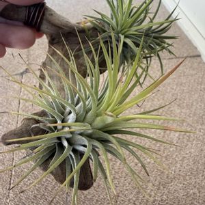 チランジア,イオナンタ,エアプランツの画像