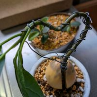 アボカド,成長記録,癒やし,今日も笑顔で♡,成長が楽しいの画像