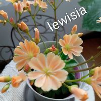 花のある暮らし,切り花を楽しむ,#ガーデニング,手作りを楽しむの画像