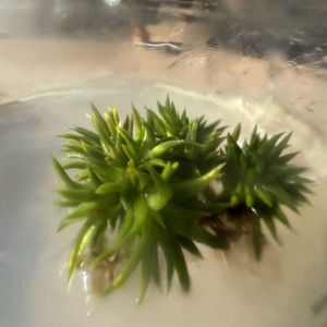 チランジア,パイナップル,エアプランツの画像