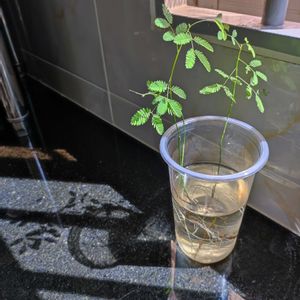 ネムノキ,葉っぱ,根っこ,葉っぱのある暮らし,葉っぱ好きの画像