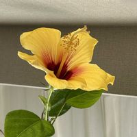 ハイビスカス,観葉植物,窓辺,リビング・ダイニングの画像