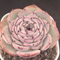 ハオルチア,多肉植物,エケベリア属,ハオルチア属,多肉大好きの画像