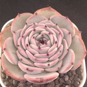 ハオルチア,多肉植物,エケベリア属,ハオルチア属,多肉大好きの画像