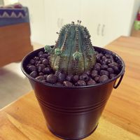 ユーフォルビア・オベサ・ピッコロ,ユーフォルビアの画像