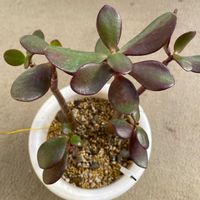 鉢植え,我が家,家庭菜園の画像