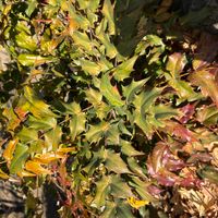 ヒイラギナンテンの画像