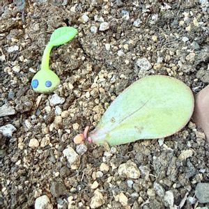 花月,花月(カネノナルキ),花月(カネノナルキ),葉挿しっ子の画像