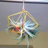 チランジア　イオナンタ,チアンジラ,エアープランツ/チランジア,エアー プランツ,赤ちゃん苗の画像