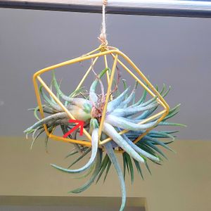 チランジア　イオナンタ,チアンジラ,エアープランツ/チランジア,エアー プランツ,赤ちゃん苗の画像