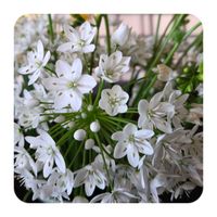 アリウム,アリウム コワニー,ありがとう,暖房のない部屋の画像