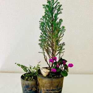 シクラメン,コニファー,ミニシクラメン,コニファー シルバースター,盆栽の画像