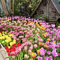 チューリップ,チューリップ,チューリップ,エピデンドラム,エピデンドラムの画像