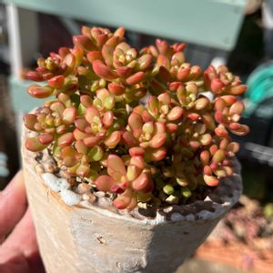 ベビーフィンガー,ルビーパイン,多肉植物,多肉中毒,多肉のある暮らしの画像